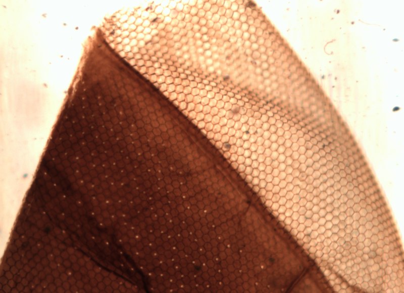 Eleni Bantra Insect Cornea Micrograph